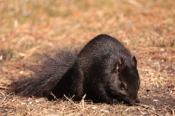 Eastern Grey Squiirrel scrounging for scraps under bird feeder