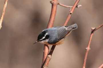 Rose breasted nuthatch
