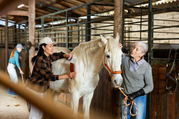 European senior woman and Asian younger woman horse breeders grooming white horse in stable. - obrazy, fototapety, plakaty