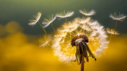 Foto op Plexiglas Endure. Scattering seeds to the wind. Dandelion shedding seeds. IA Generated © Gabriel