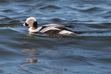 Male Long Tailed duck in bay during spring migration