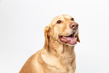 Close up horisontal studio portrait of a smiling retriever labrador on a white background.