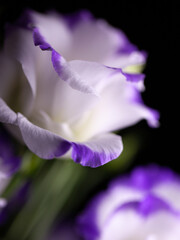 White flower III