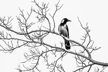 Fototapeta premium Black and white photo of a crow perched on a tree branch.