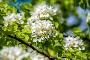 Flowering branch of pear in the garden in spring
