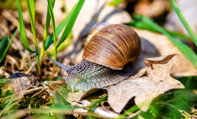 a grape snail is sitting on the grass
