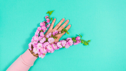 Natural blooming sakura branches with lush flowers in pink sleeve on a woman's hand. Greenish-blue background.