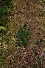 Late autumn. A fallen branch of a pine tree on the ground in close-up