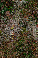 Late autumn dried horsetail close-up view from above.