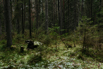 Late autumn in northern forest