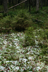 Late autumn in northern forest