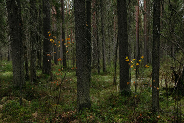 Late autumn in northern forest