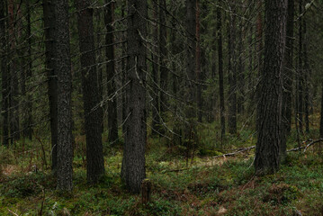 Late autumn in northern forest