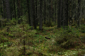 Late autumn in northern forest