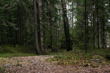 Late autumn. A path leading through a dark forest.