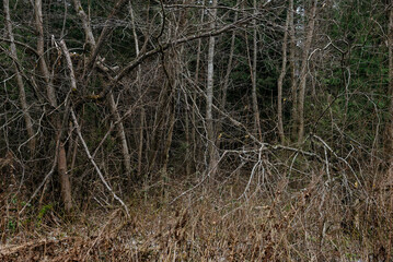 Late autumn in the northern forest.