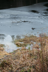Late autumn. A forest pond covered with a crust of ice.