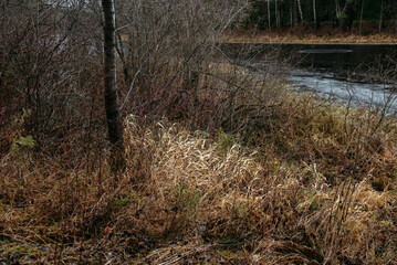 Late autumn on the forest lake.