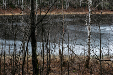 Late autumn. A forest pond covered with a crust of ice.