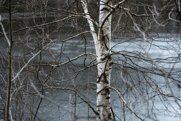  Birch branches on the background of icy water..