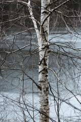  Birch branches on the background of icy water..