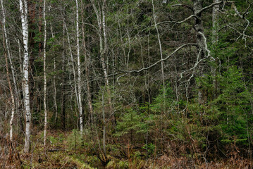 Obraz premium Late autumn in northern forest