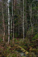 Late autumn in northern forest