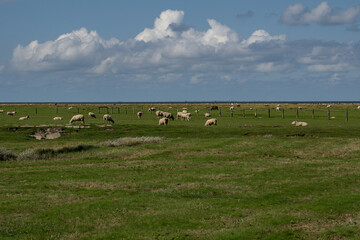 Schafherde auf Hallig