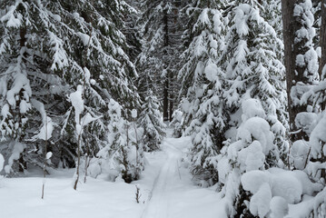 Fototapeta na wymiar Winter snow-covered forest