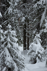 Winter snow-covered forest