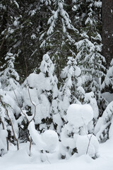 Winter snow-covered forest
