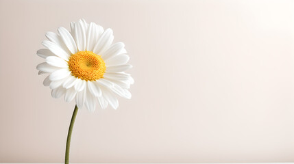 single isolated daisy blooming flower on neat bright warm pastel colored background 