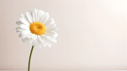 Zelfklevend Fotobehang single isolated daisy blooming flower on neat bright warm pastel colored background  © Jakob