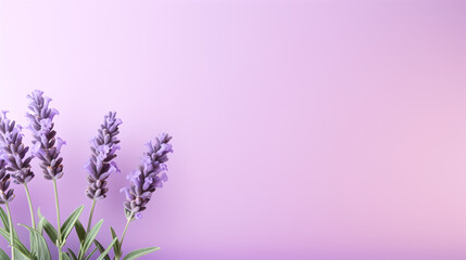 lavender plant isolated on pastel purple background - the background offers space for text