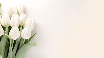 bunch of white tulips flower with stalks on decent pastel soft light cream background - the background offers lots of space for text	
