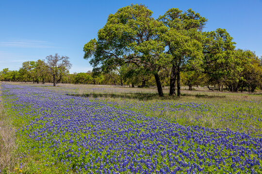 field of bluebonnets,