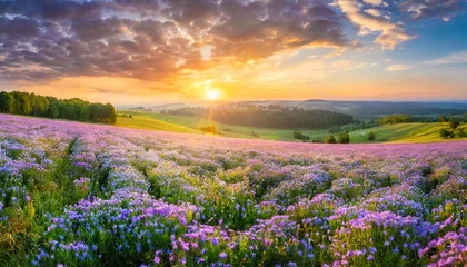 Fensteraufkleber beautiful panorama rural landscape with sunrise and blossoming meadow purple flowers flowering on spring field phacelia © Richard