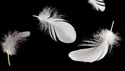 white feathers flying on a black background