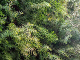 Leaves background. Needles instead of leaves. Coniferous tree branches. Natural background.