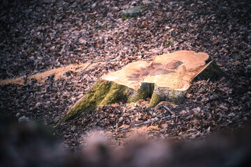 Baumstumpf im Wald