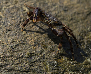 Pachygrapsus marmoratus is a species crab, sometimes called the marbled rock crab or marbled crab. Black Sea. Crab in the stones. The mating behavior of the animal, the release of foam.