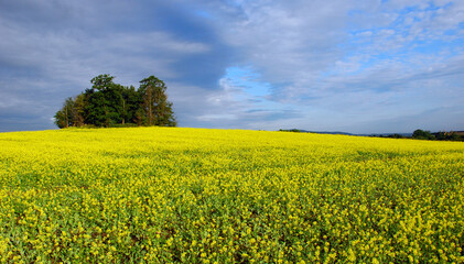 Obraz premium Rapeseed field in the British countryside
