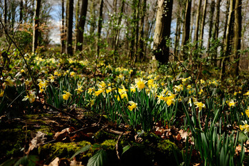 Fototapeta premium Wild Daffodils (Narcissus narcissus pseudonarcissus) in Gloucestershire United Kingdom