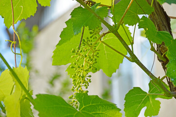grape vine with green leaves and small ripening clusters against the blue sky. beauty in nature. ripening of delicious berries under the rays of the hot southern sun