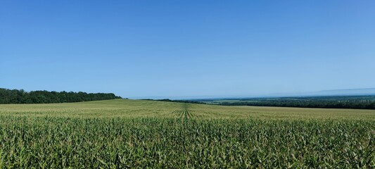 Field with growing corn. Under the summer sun and light blue sky there is a wide green field. In...