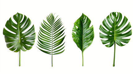 Collection of Tropical Green Leaves on White Background - obrazy, fototapety, plakaty