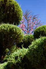 Sakura Tree in the Green