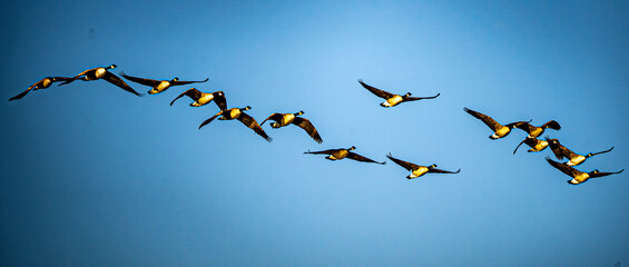 A flight of Canada geese taking off in unison