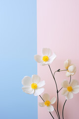 Obraz na płótnie Canvas White flowers on a blue and pink pastel background. Soft studio lighting. Spring minimal concept. Flat lay