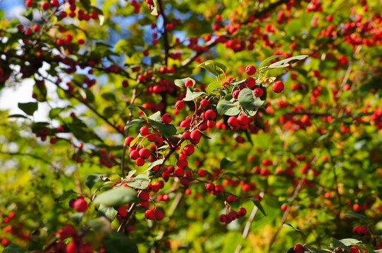 Cotoneaster multiflorus. Flowering plant in the rose family with the red fruits. 8. Branch with the ripe fruits closeup.